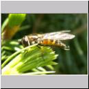 Parasyrphus punctulatus - Blattlausschwebfliege w01.jpg